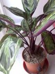 planta eli 2.jpg