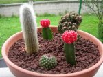 Composición de cactus.JPG