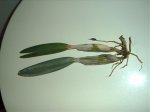 IMAG0084.jpg