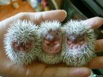 porcupine%20babies.jpg
