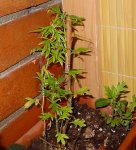 plantas (2).jpg