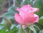 rosa rosa.JPG