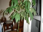 DSC00794.jpg