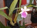 DSCF2824.jpg