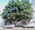 ficus..jpg