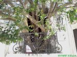 ficus-.jpg