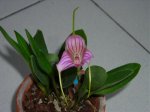 orquideas 002.jpg