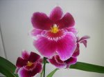 orquideas 003.jpg