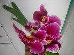 orquideas 005.jpg