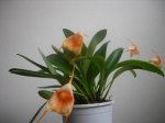 orquideas 011.jpg