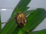 orquideas 030.jpg
