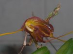 orquideas 038.jpg