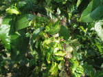 durazno enfermo_2.GIF