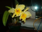 cattleya094xw4.jpg