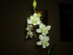 dendrobium033cd0.jpg