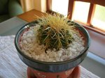 Echinocactus grusonii (foro).jpg