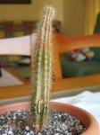 Cereus (foro).jpg