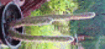 CACTUS5a.gif