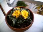faucaria en flor.jpg