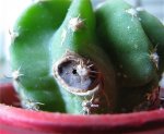 cactus.jpg
