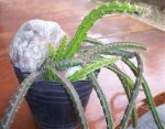 Cacti1.jpg