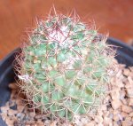 cacti3.jpg