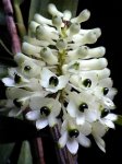 ORQ-Dendrobium smilliae alba.JPG