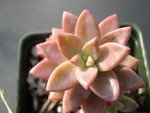 Graptosedum _Alpenglow_.jpg