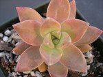 Graptosedum _California Sunset_.jpg