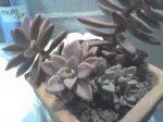 sedum n 50.JPG