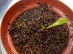 planta replantada.jpg