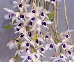 ORQ-Dendrobium anosmum huttonii Blue Eye.jpg