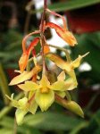 ORQ-Dendrobium cerinum.jpg