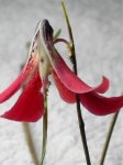 ORQ-Dendrobium cinnabarinum.jpg