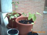 29,30Sept2007 016.jpg