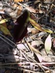 biarum arundanu arroyo de las rosasRED.jpg