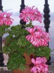 plantas 042.jpg