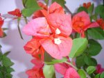 plantas 067.jpg