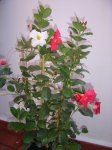 plantas 078.jpg