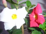 plantas 079.jpg