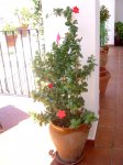 plantas 122.jpg