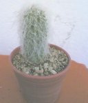 SENILIS--1.JPG