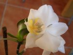 Orquídeas 048.jpg