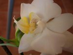 Orquídeas 049.jpg