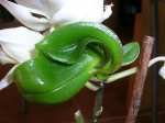 Orquídeas 050.jpg