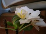 Orquídeas 051.jpg