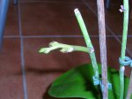 Orquídeas 052.jpg