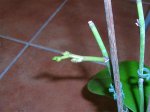 Orquídeas 055.jpg