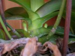 Orquídeas 056.jpg