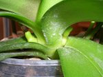 Orquídeas 057.jpg